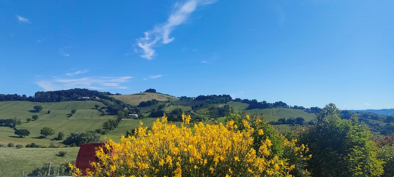 viñedo-lemarche