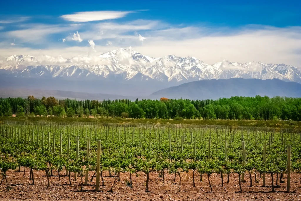 Viñedo Mendoza - Argentina