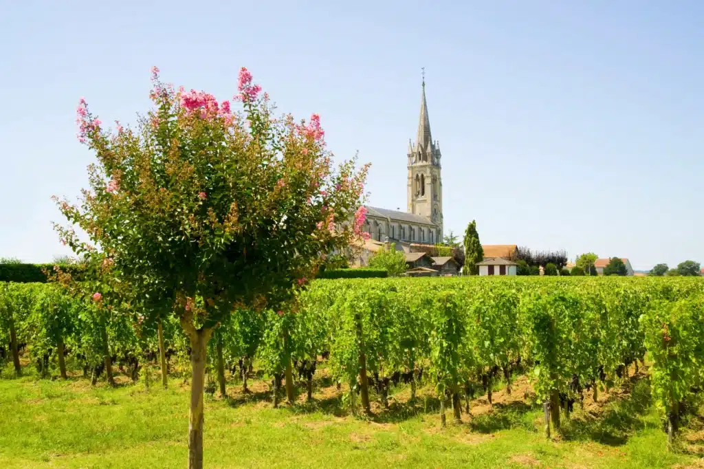 Viñedo Francia